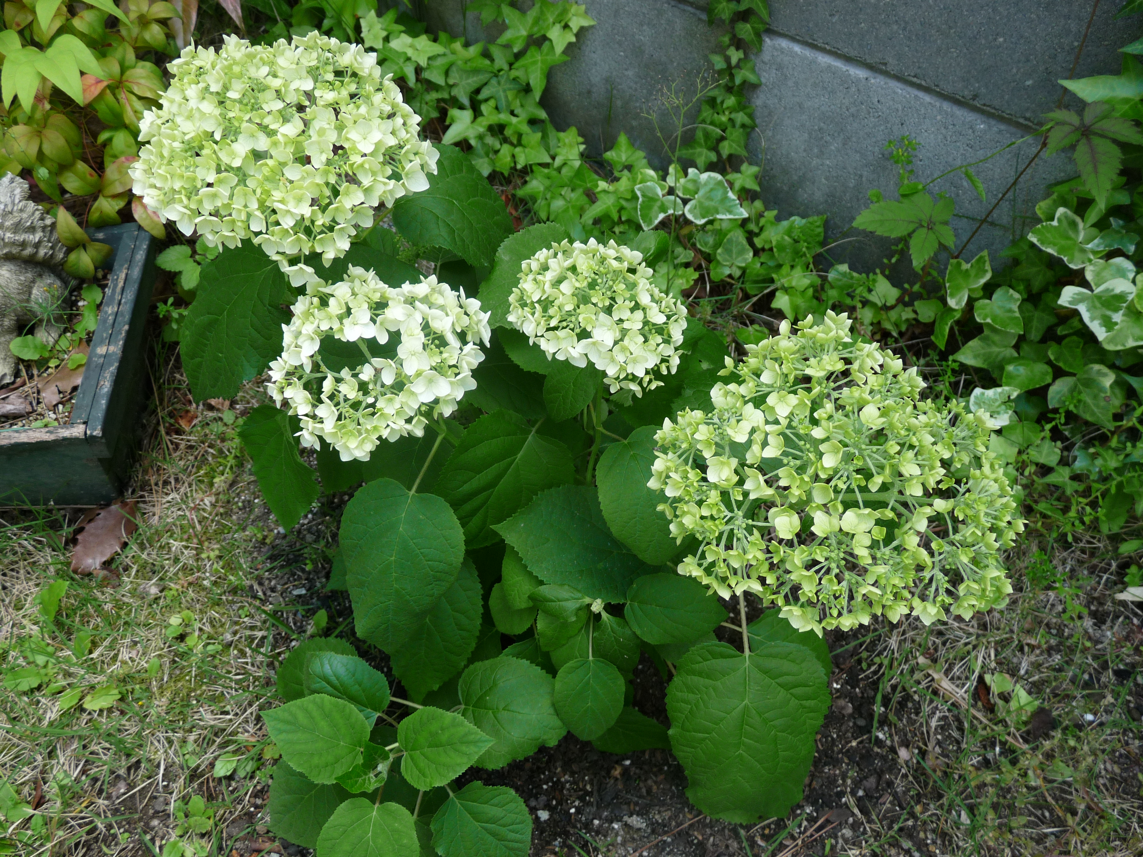 アナベル 育て 方